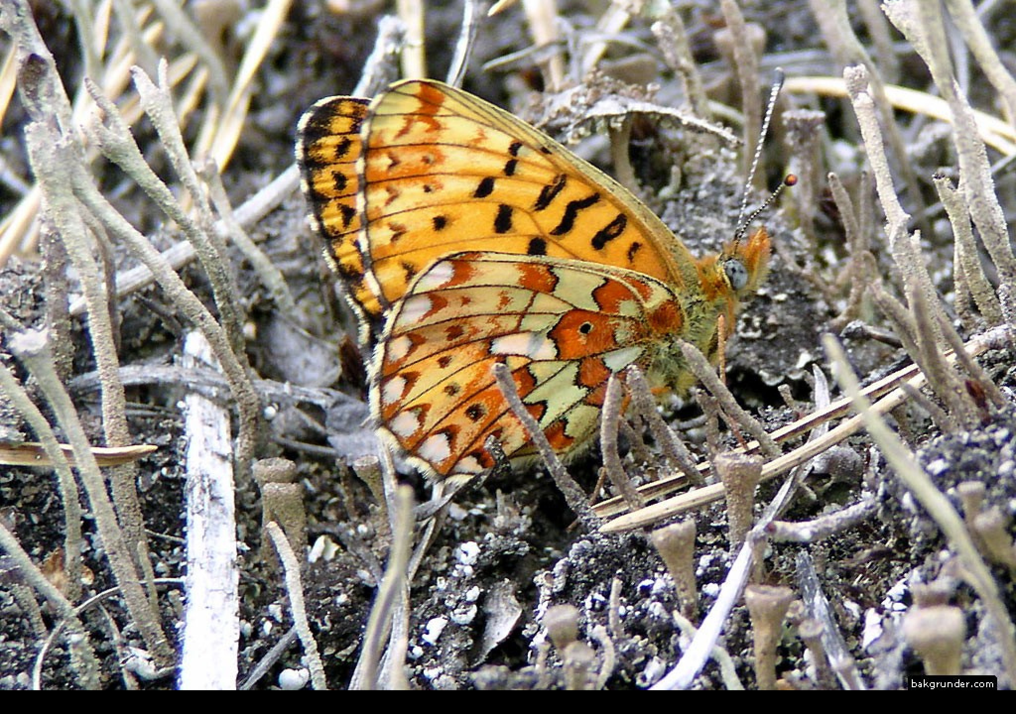 Tapeta boloriaeuphrosyne2