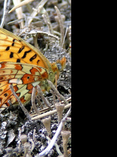 Tapeta boloriaeuphrosyne2