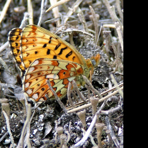 Tapeta boloriaeuphrosyne2