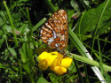 Tapeta Boloria euphrosyne 3