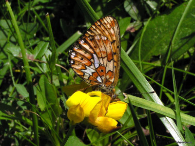 Tapeta: Boloria euphrosyne 3