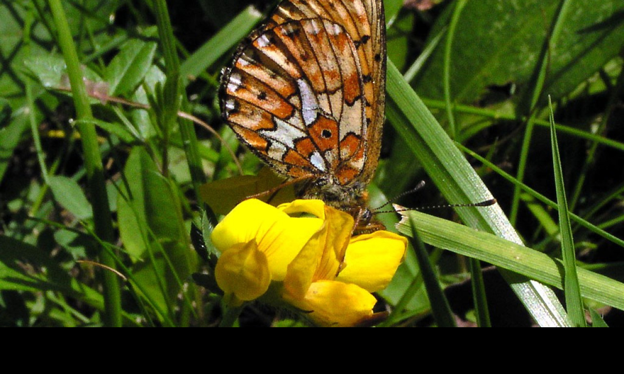 Tapeta boloriaeuphrosyne3