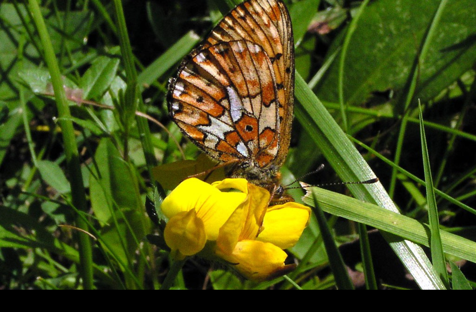 Tapeta boloriaeuphrosyne3