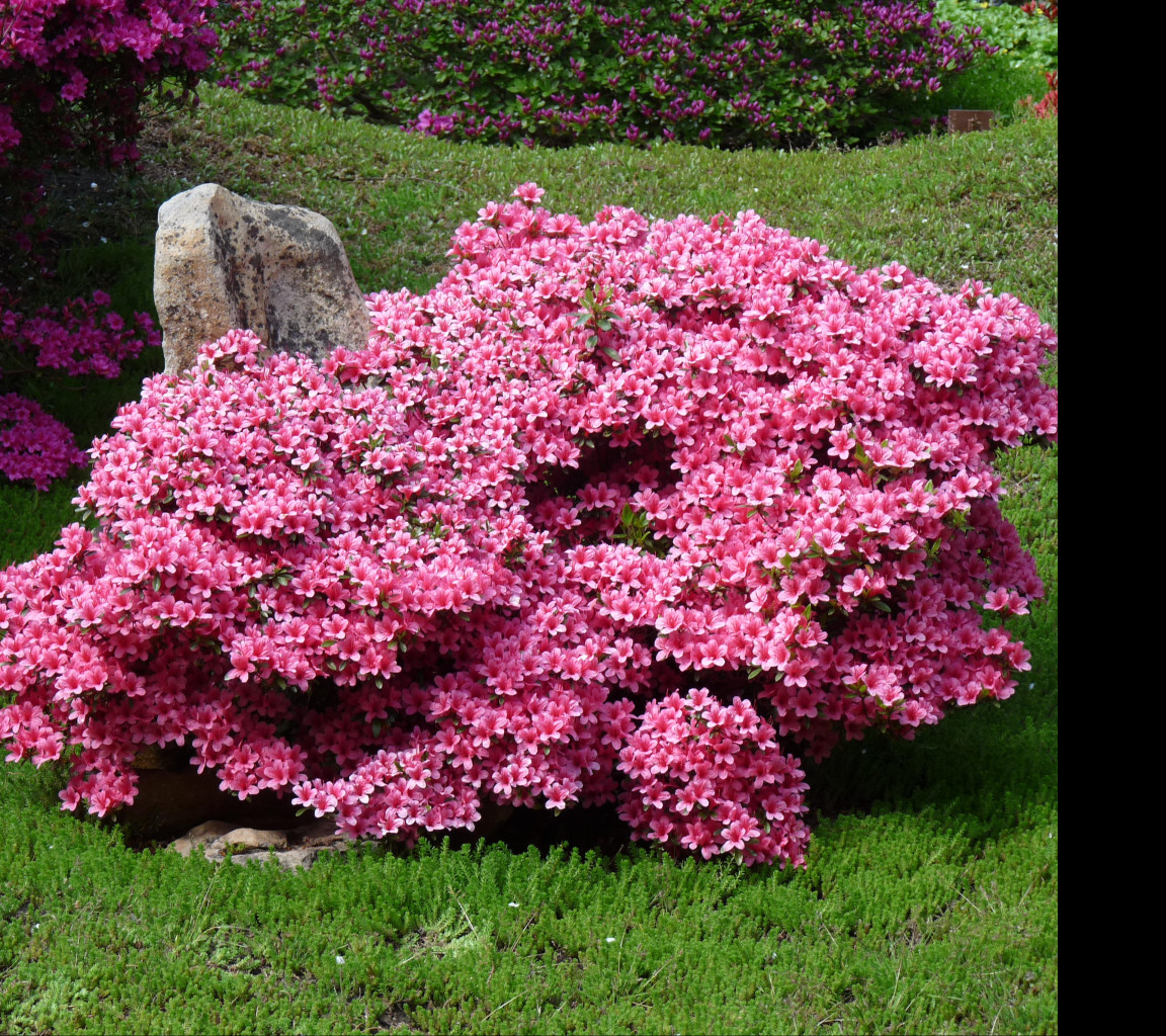 Tapeta botanicka