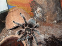 Tapeta brachypelma albopilosa