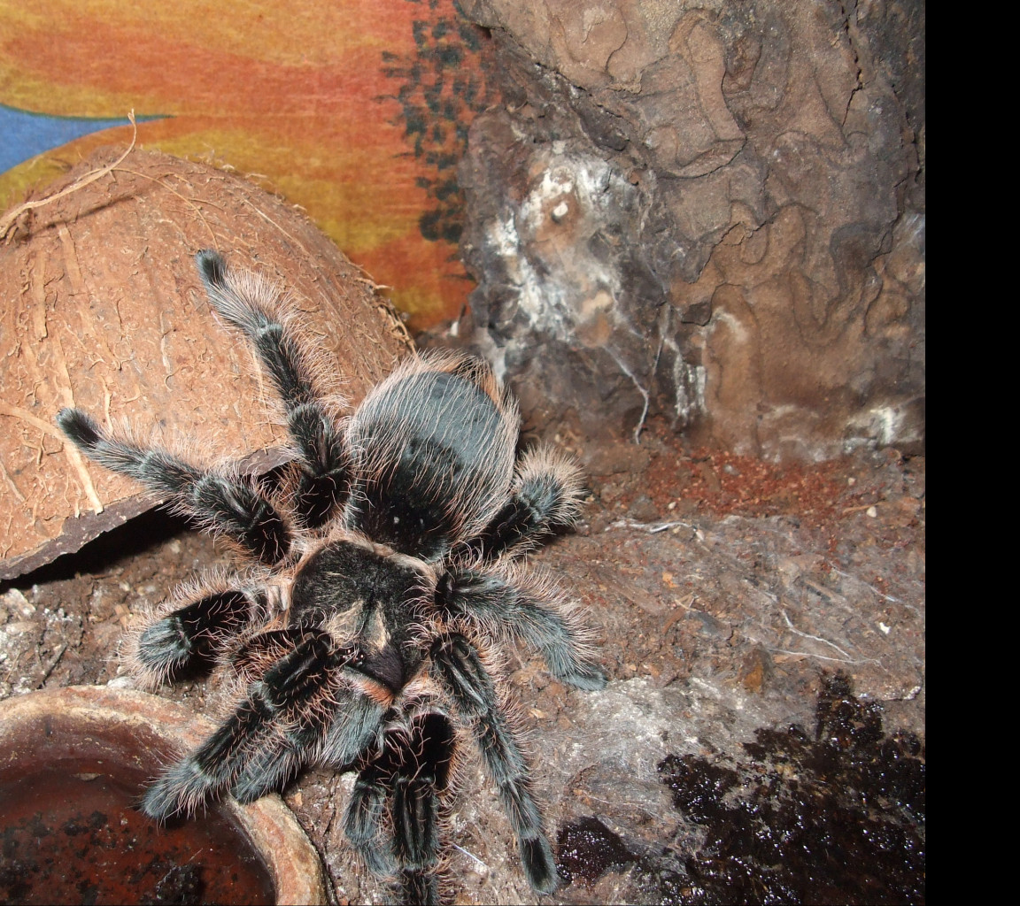Tapeta brachypelma_albopilosa