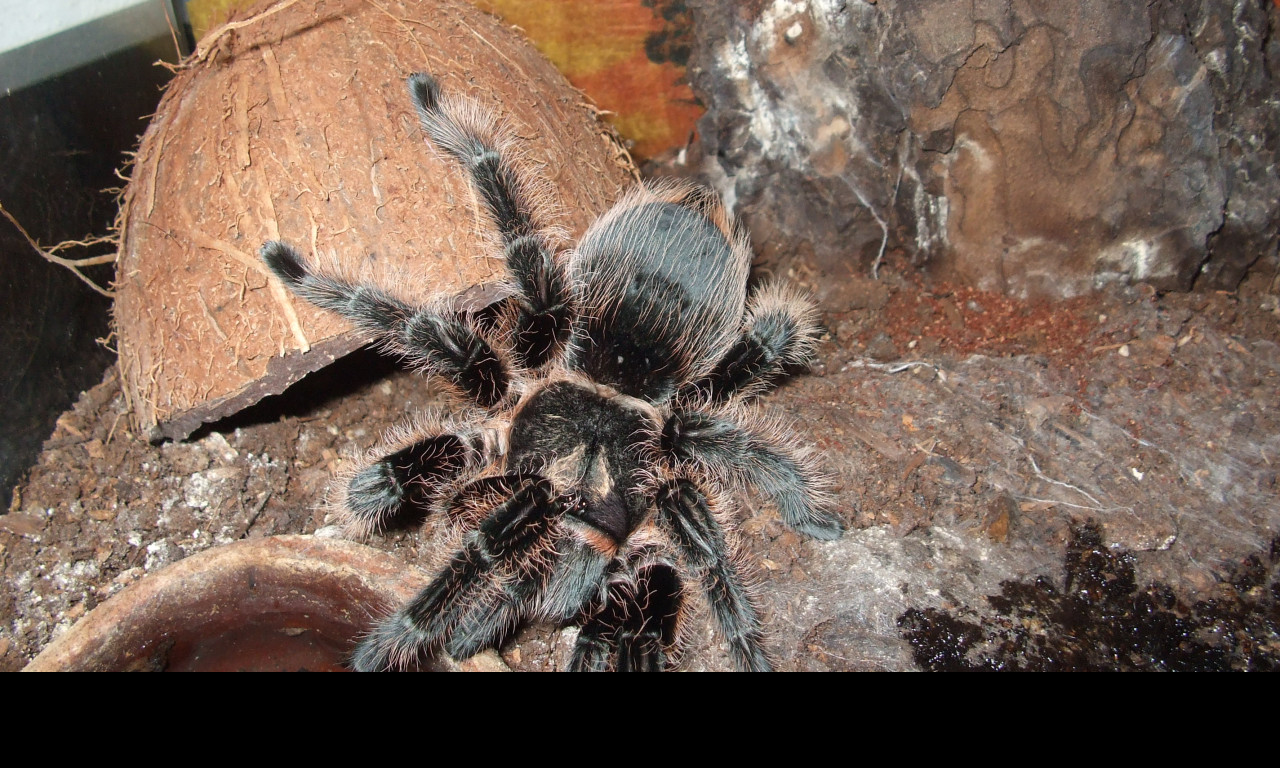 Tapeta brachypelma_albopilosa