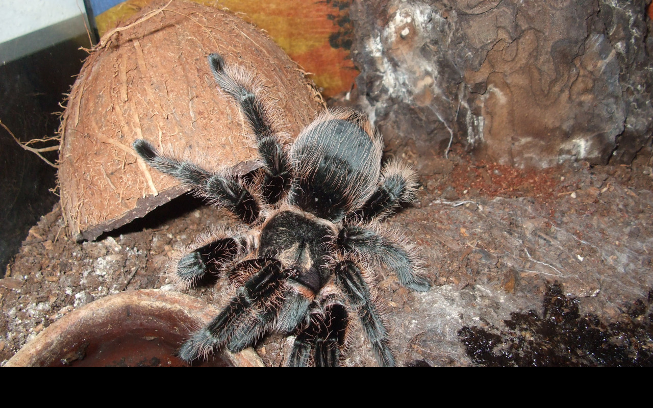 Tapeta brachypelma_albopilosa