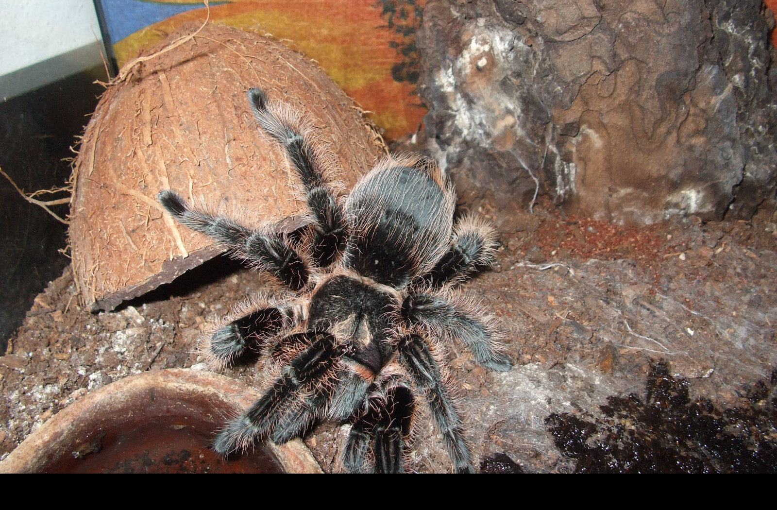 Tapeta brachypelma_albopilosa