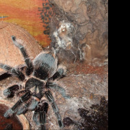 Tapeta brachypelma_albopilosa