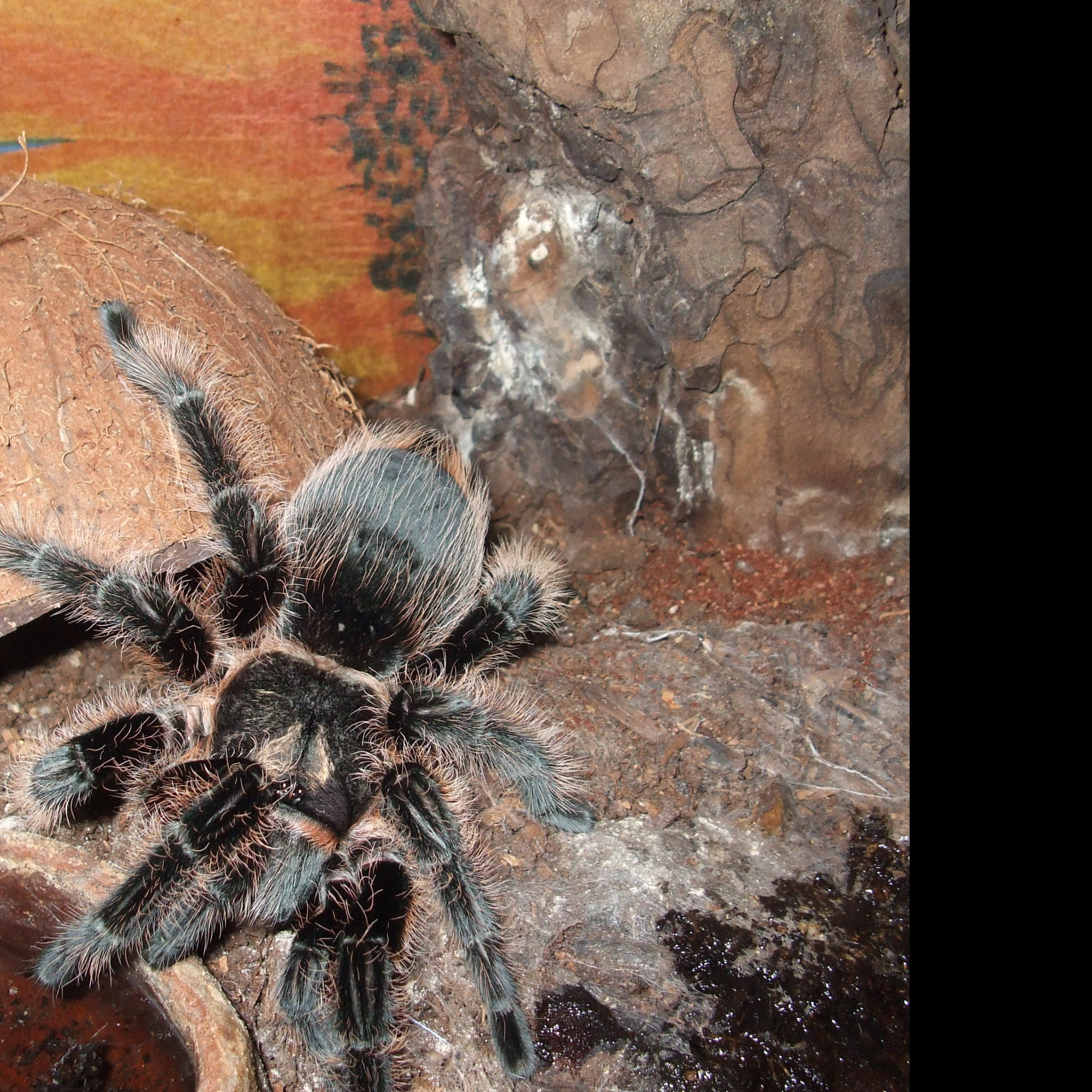 Tapeta brachypelma_albopilosa