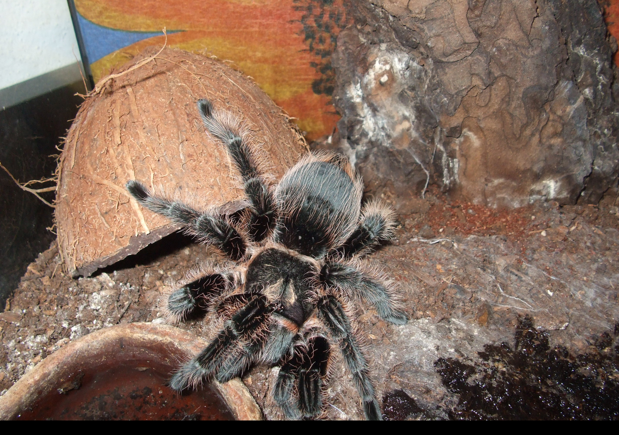 Tapeta brachypelma_albopilosa