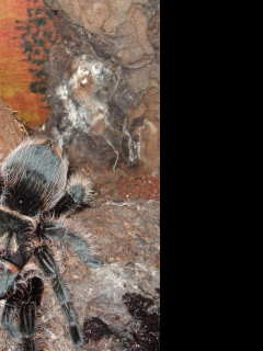 Tapeta brachypelma_albopilosa