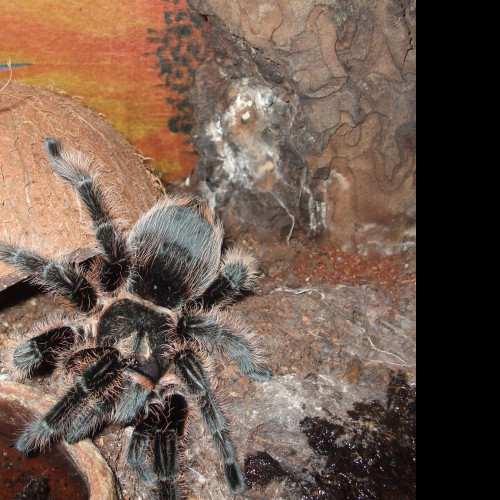 Tapeta brachypelma_albopilosa