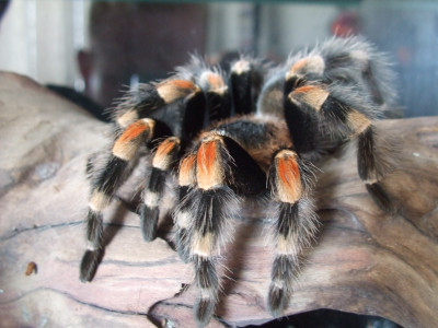 Tapeta: brachypelma smithy