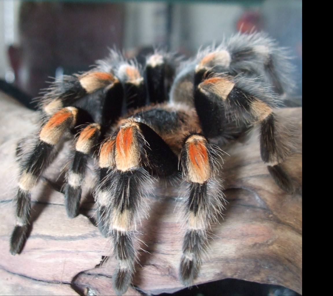 Tapeta brachypelma_smithy