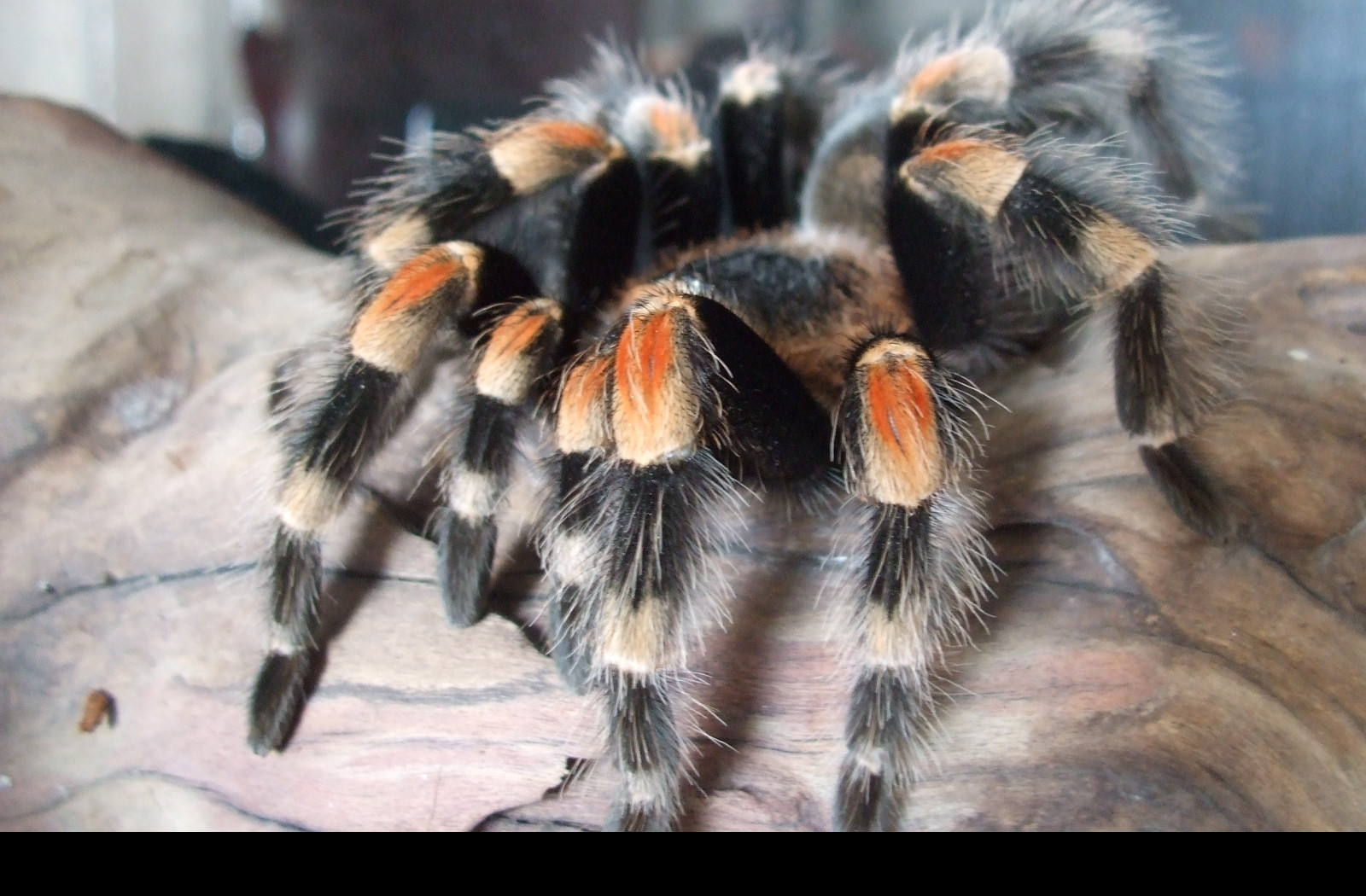 Tapeta brachypelma_smithy