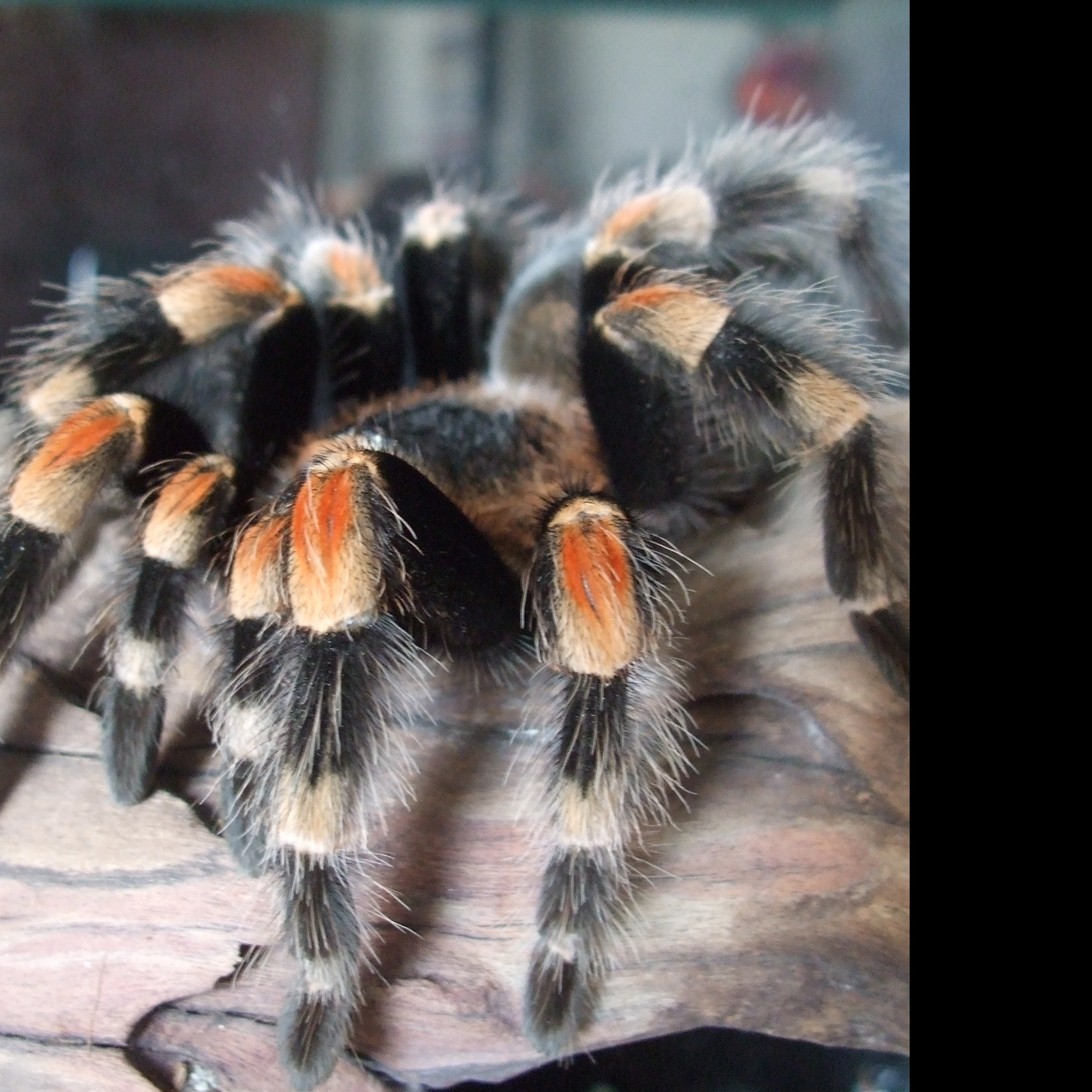 Tapeta brachypelma_smithy