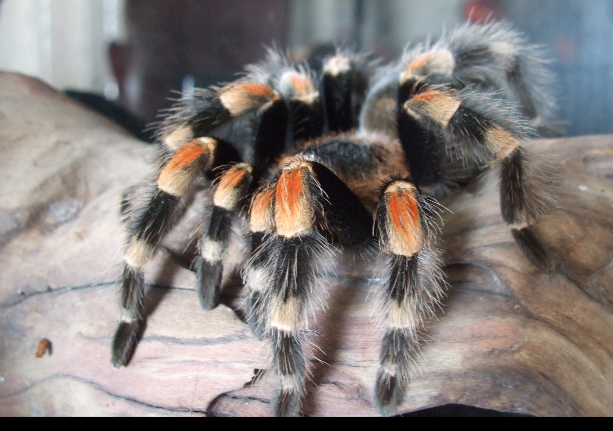 Tapeta brachypelma_smithy