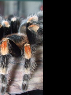 Tapeta brachypelma_smithy