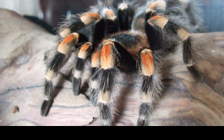 Tapeta brachypelma_smithy