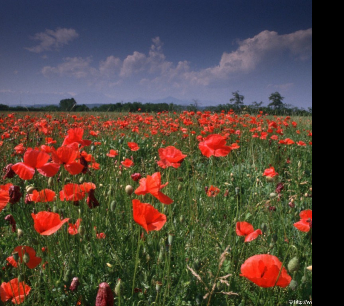 Tapeta bruino_tulipany