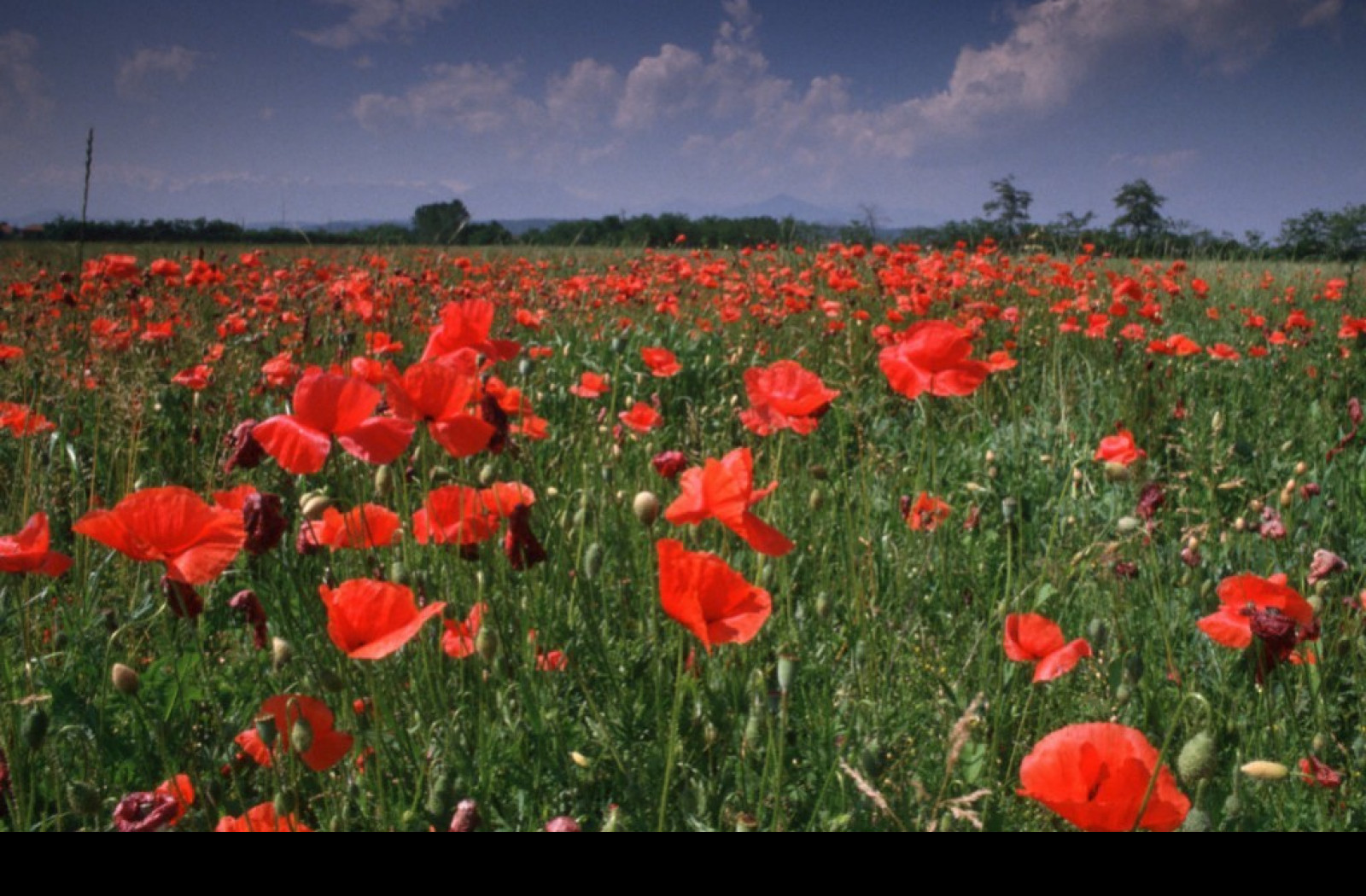 Tapeta bruino_tulipany