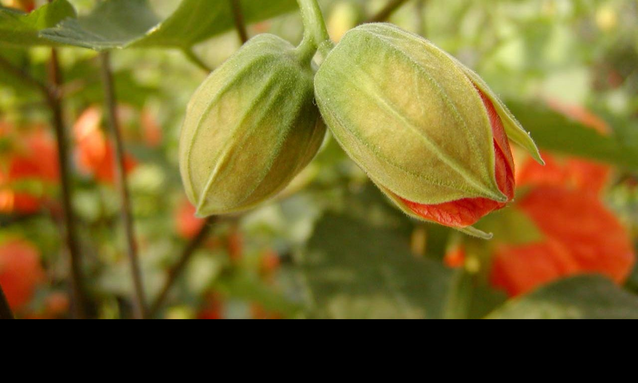 Tapeta buds