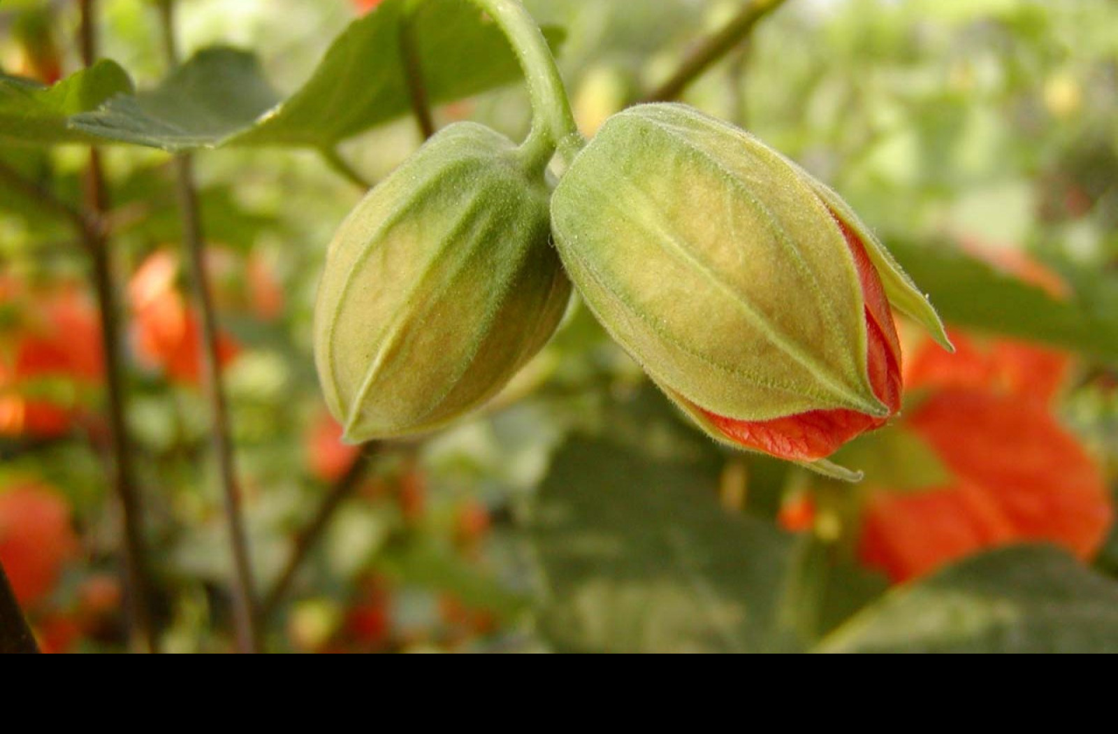 Tapeta buds
