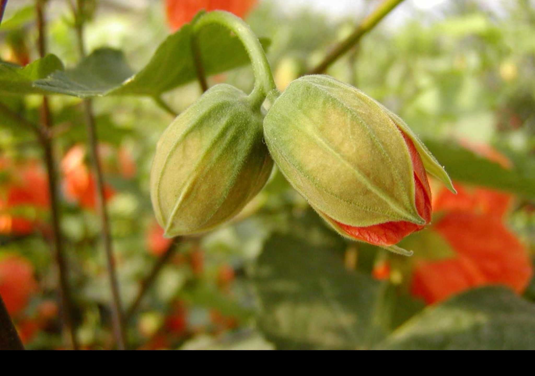 Tapeta buds