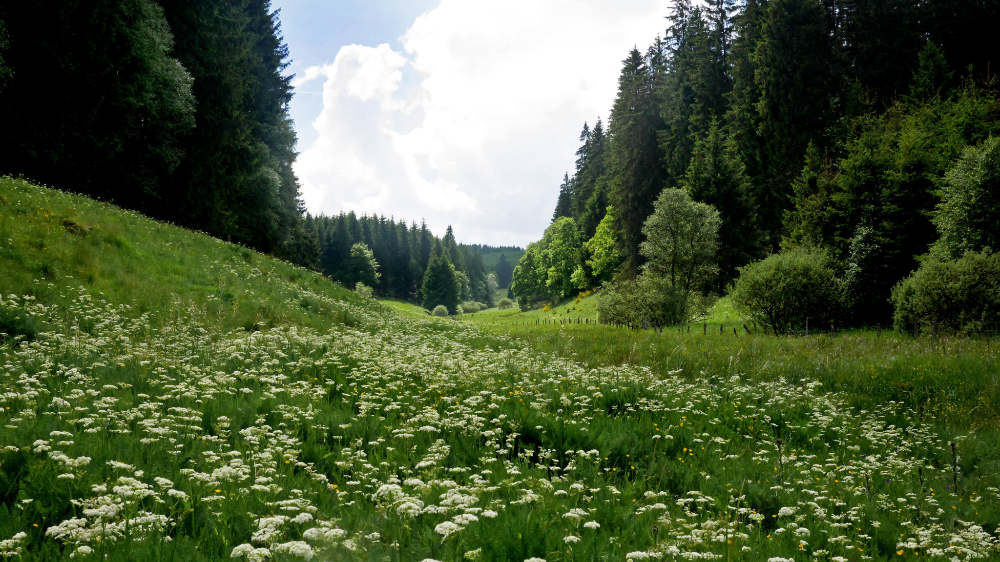 Tapeta buellingen