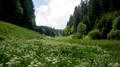 Tapeta: Buellingen