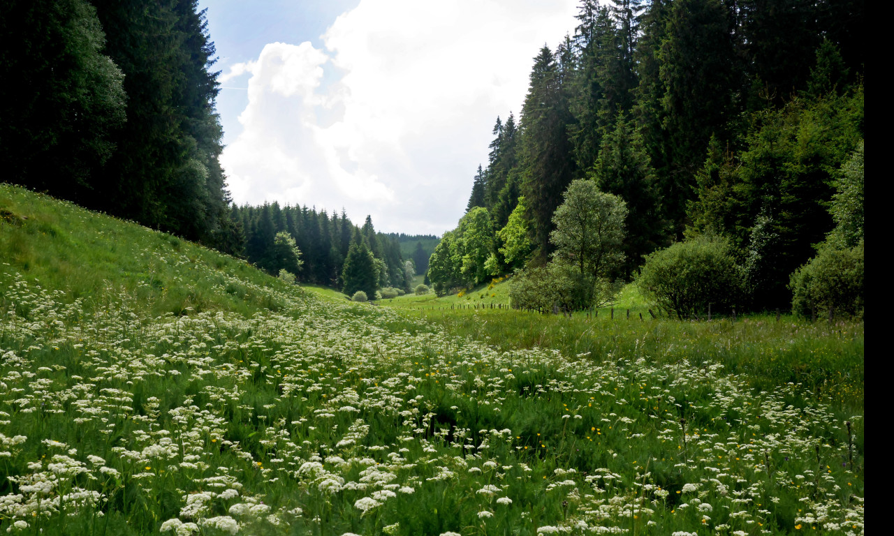 Tapeta buellingen