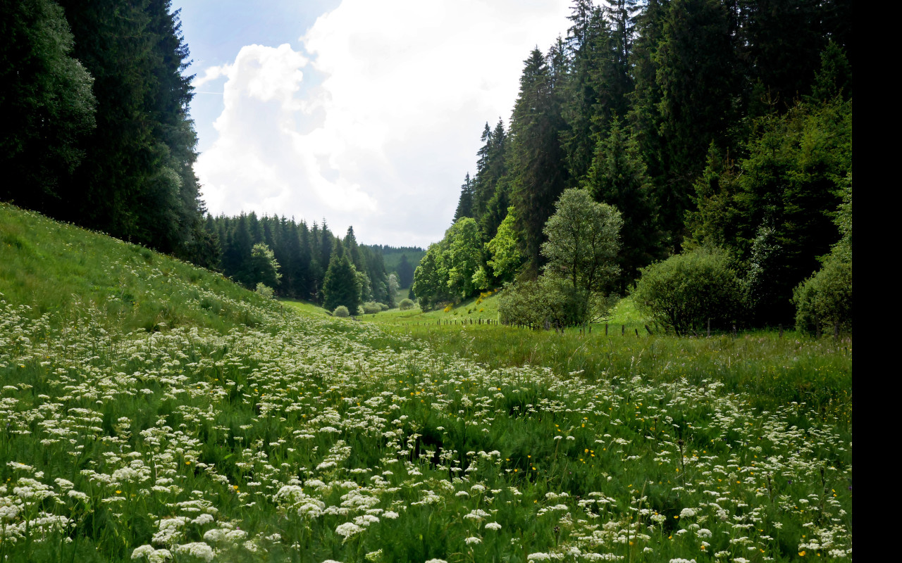 Tapeta buellingen