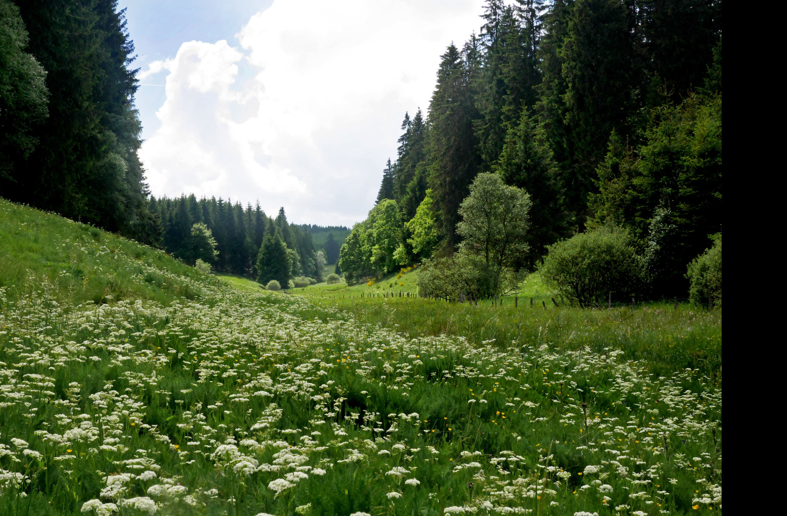 Tapeta buellingen