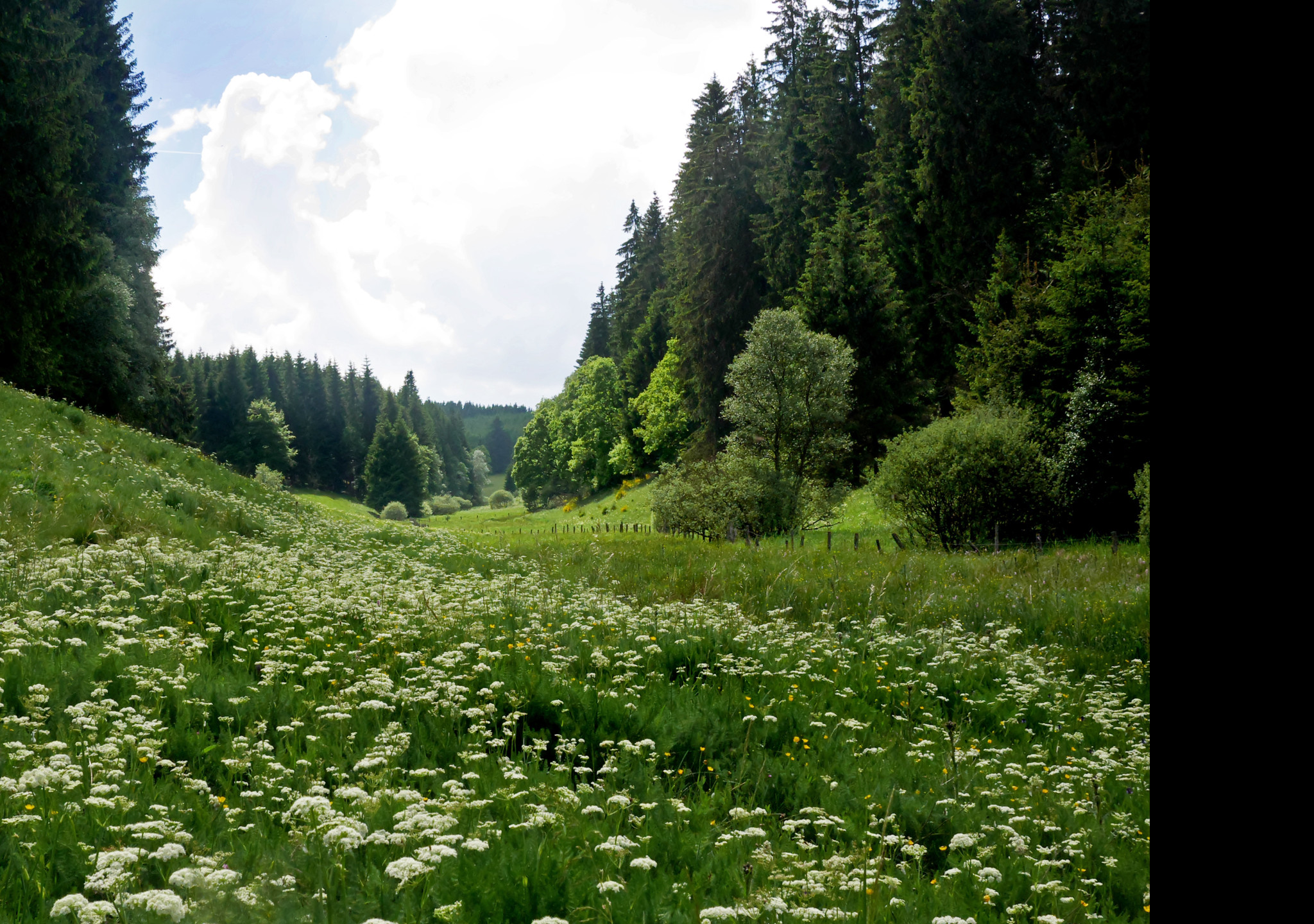 Tapeta buellingen