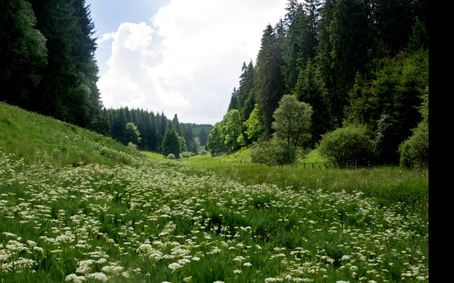 Tapeta buellingen