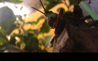 Tapeta bugfromabove