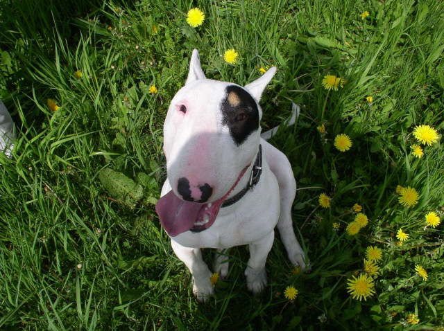 Tapeta bullterrier