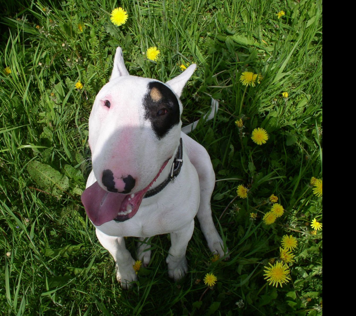 Tapeta bullterrier