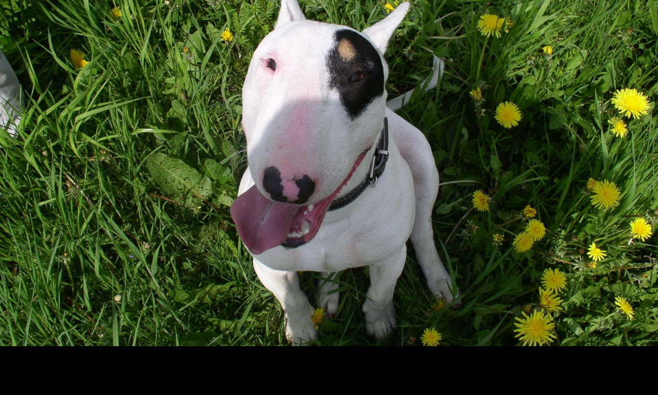 Tapeta bullterrier