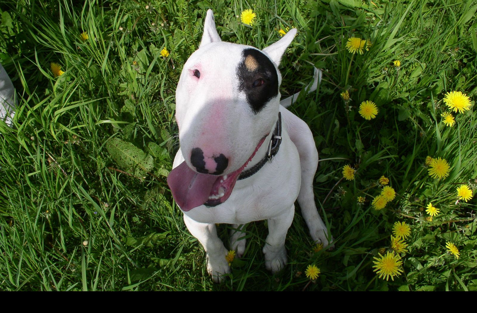 Tapeta bullterrier