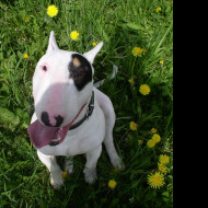 Tapeta bullterrier