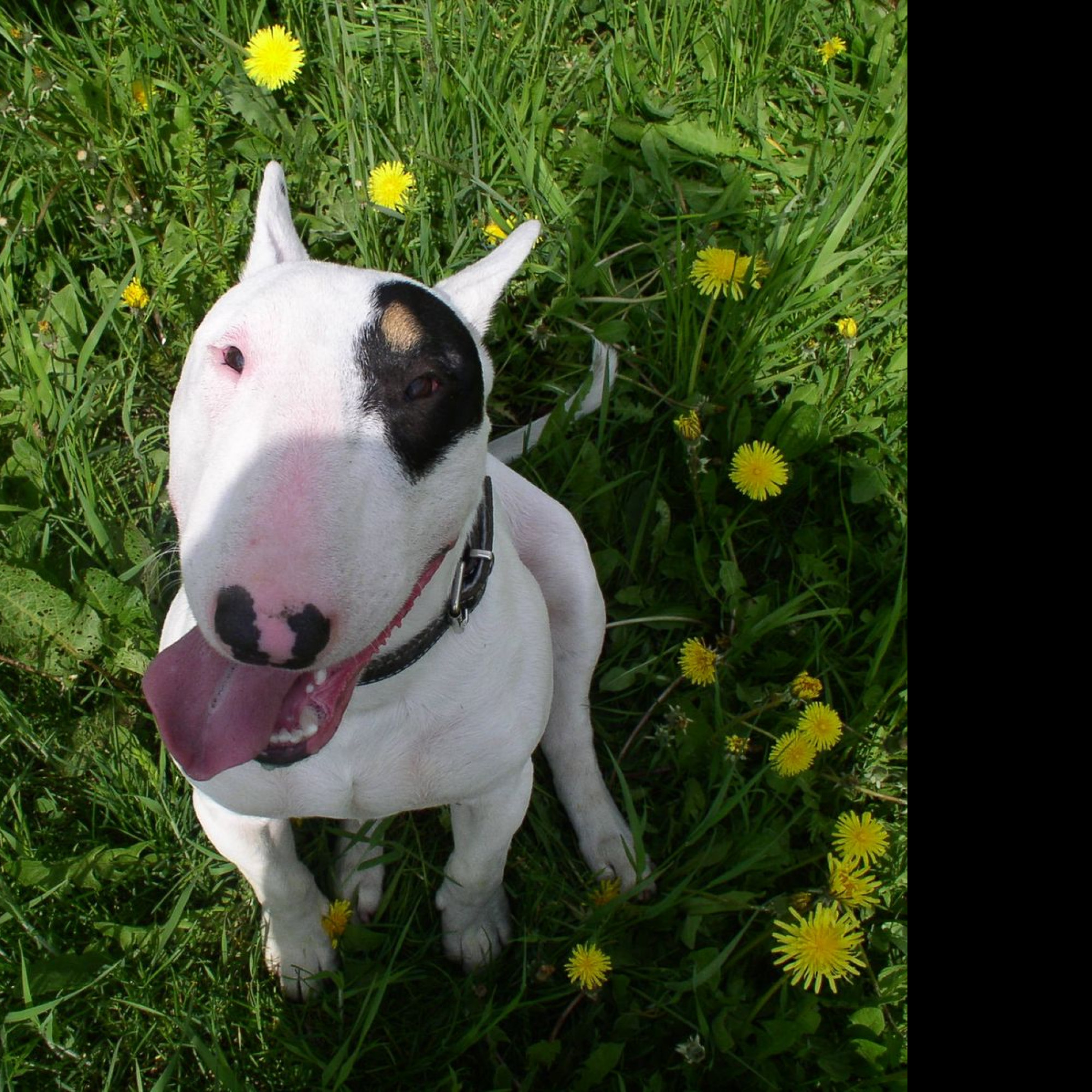 Tapeta bullterrier