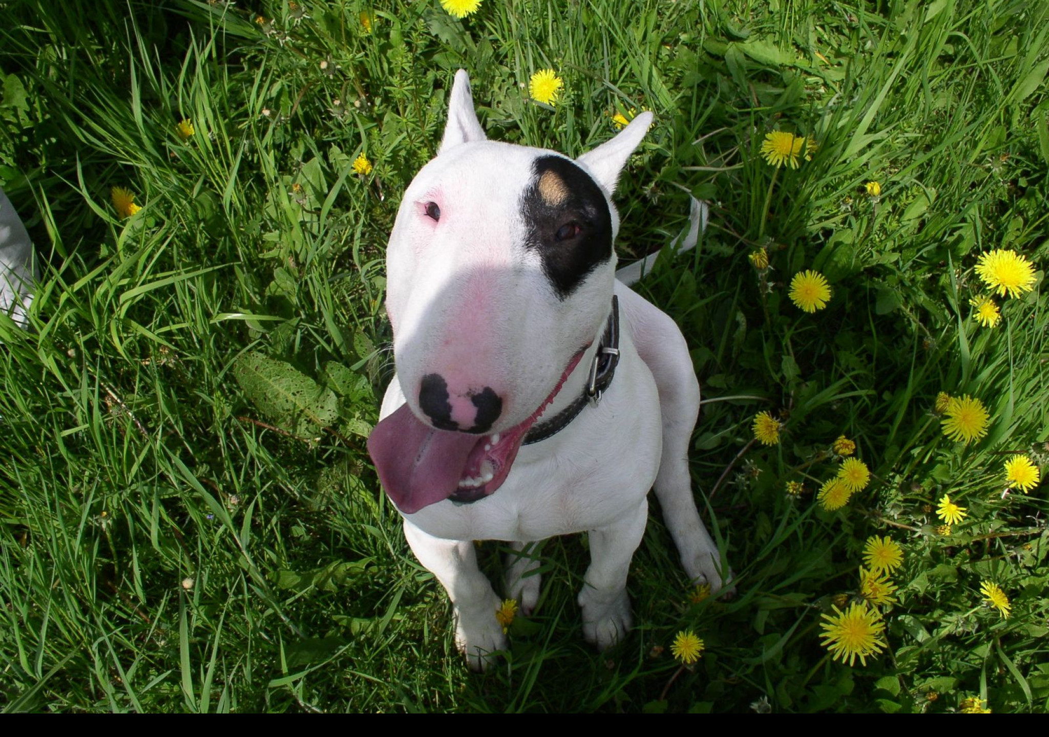 Tapeta bullterrier