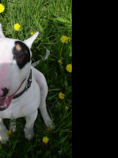 Tapeta bullterrier