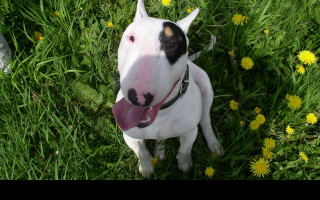 Tapeta bullterrier