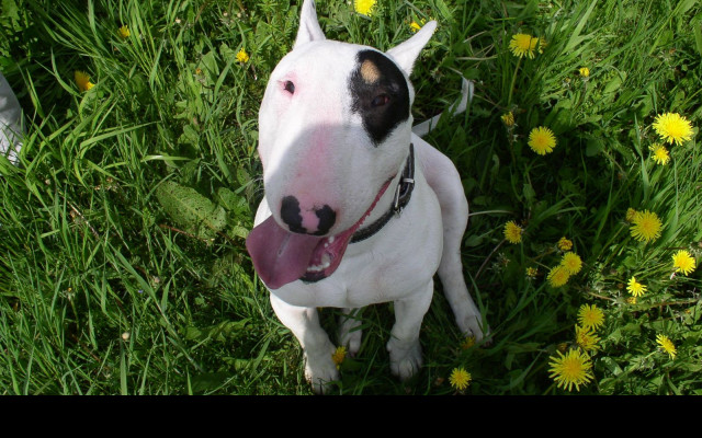 Tapeta bullterrier