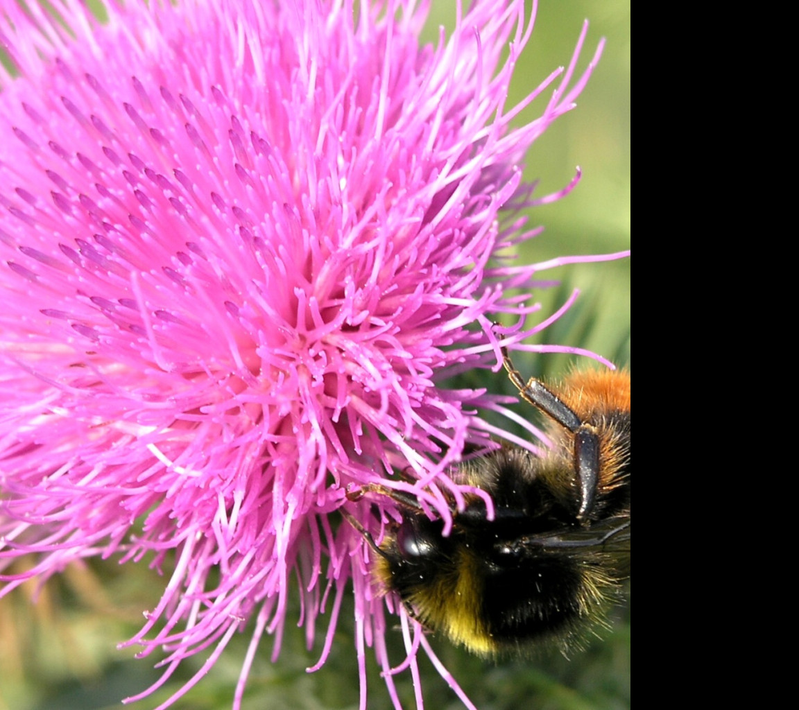 Tapeta bumblebee