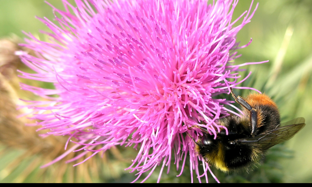 Tapeta bumblebee